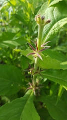 Triosteum aurantiacum