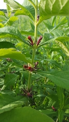 Triosteum aurantiacum