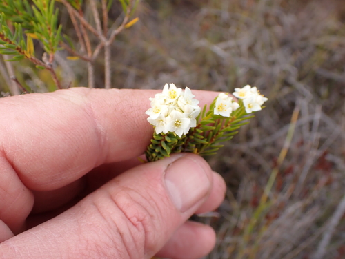 Image of Lachnaea densiflora by (c) Eugene Hahndiek, some rights reserved (CC BY-SA)