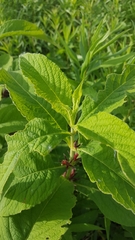 Triosteum aurantiacum