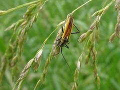 Leptopterna dolabrata