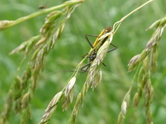 Leptopterna dolabrata