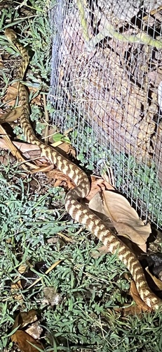 Brown Tree Snake sighting
