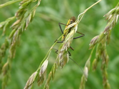 Leptopterna dolabrata