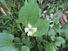 Houttuynia cordata