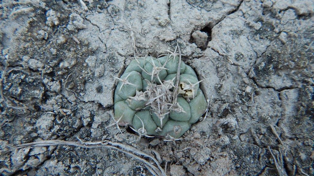 Turbinicarpus lophophoroides