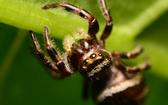 Phidippus clarus