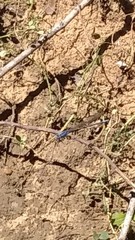 Argia sedula