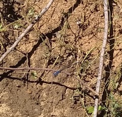 Argia sedula
