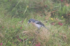 Fringilla coelebs moreletti