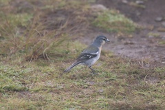 Fringilla coelebs moreletti