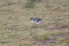 Fringilla coelebs moreletti