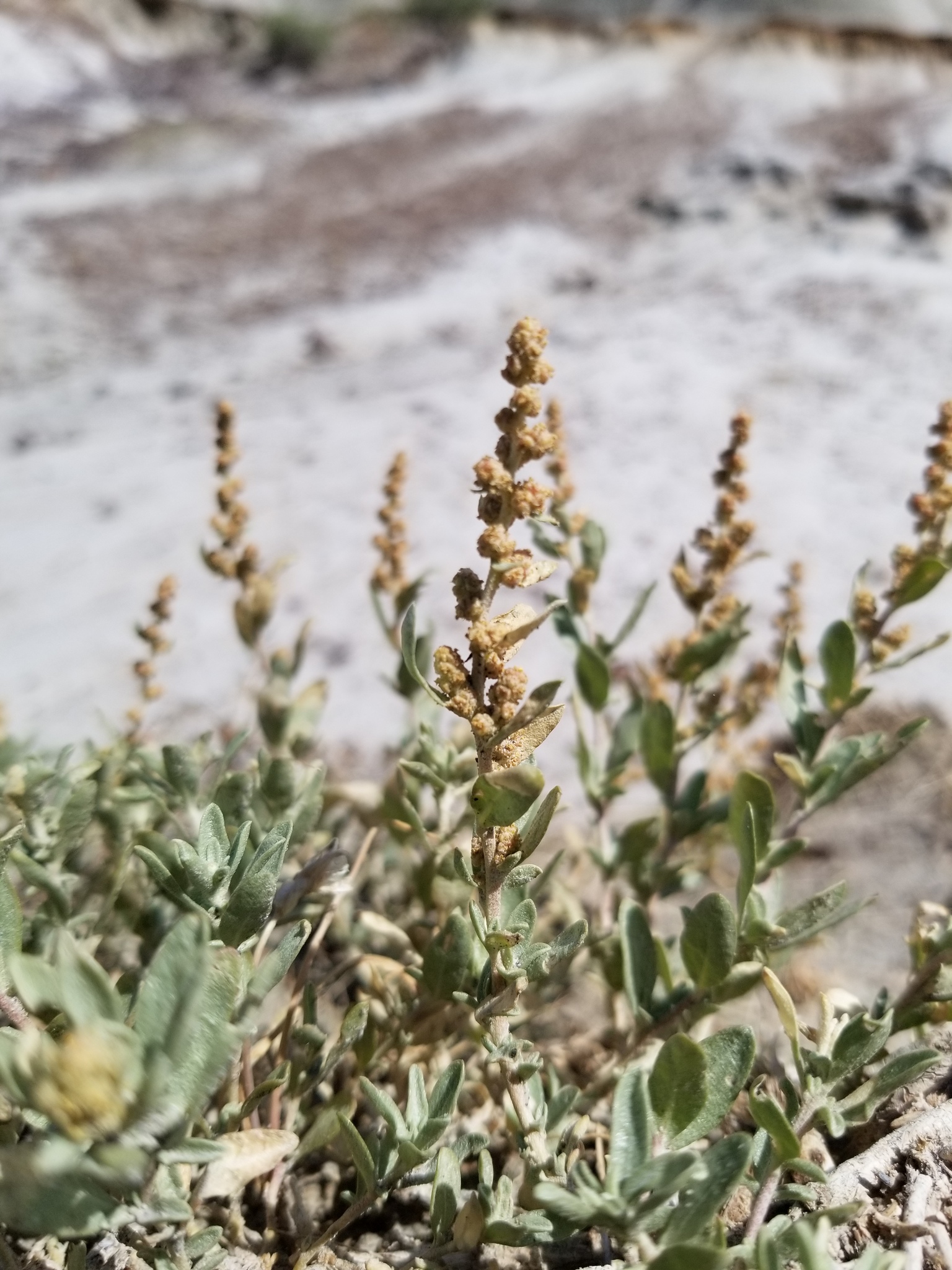 Atriplex gardneri
