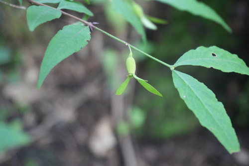 Buckleya graebneriana