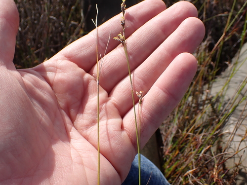 Image of Tetraria fimbriolata by (c) Eugene Hahndiek, some rights reserved (CC BY-SA)