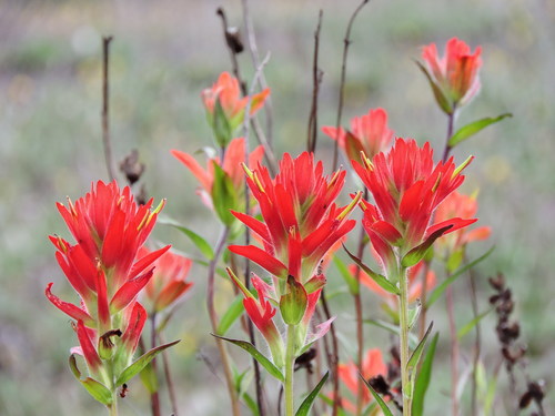 Castilleja miniata