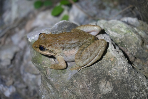 Swelled-vented Frog