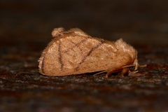 Apoda y-inversa