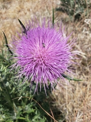 Cirsium neomexicanum