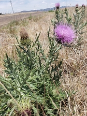 Cirsium neomexicanum