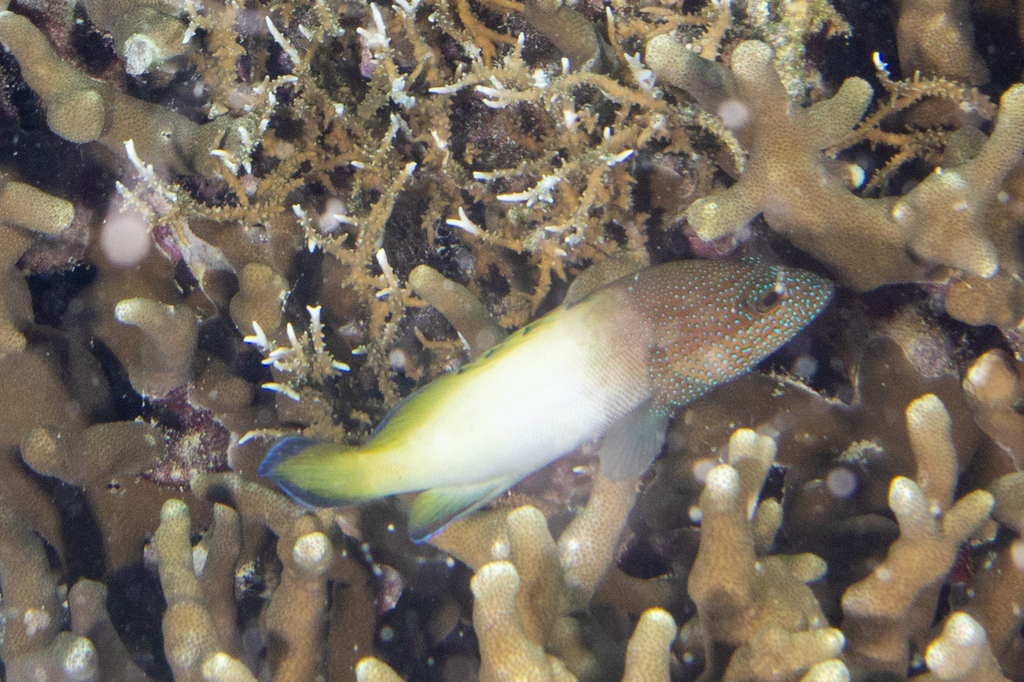 Blue-finned rock cod (Cephalopholis microprion) — Serranidae