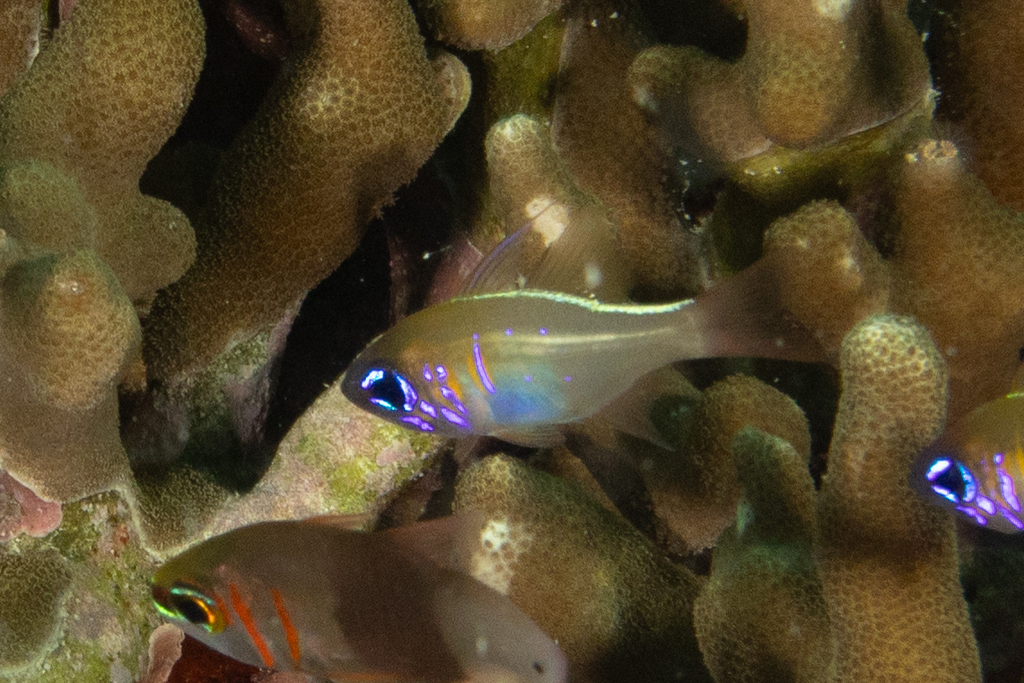 Photo of Threadfin cardinalfish (Zoramia leptacantha)
