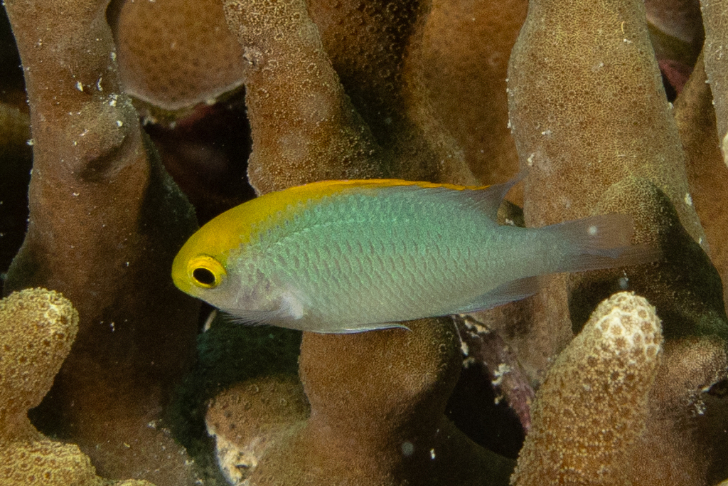 Goldhead damsel (Pomacentrus aurifrons) — Pomacentridae
