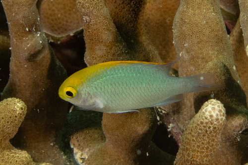 Goldhead damsel (Pomacentrus aurifrons) — Pomacentridae