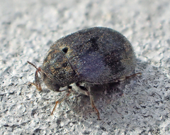 Byrrhidae
