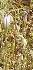 Brodiaea elegans