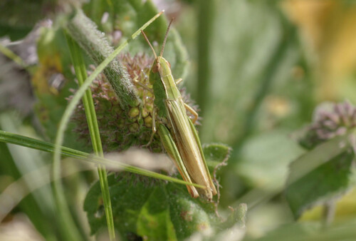 Lesser Marsh Grasshopper, Krimpen aan de Lek, Nederland, photo 9 of 10