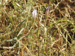Brodiaea elegans