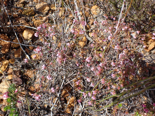Image of Erica globiceps by (c) Eugene Hahndiek, some rights reserved (CC BY-SA)