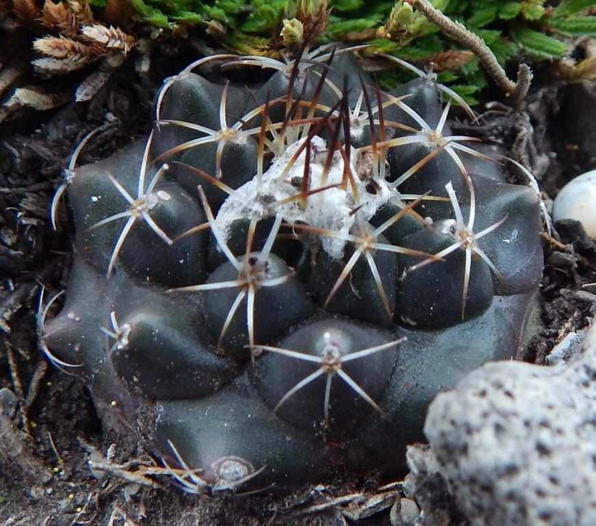 Turbinicarpus laui