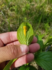 Puccinia coronata