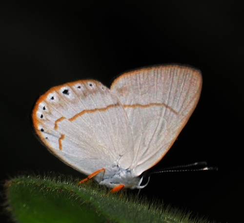 Euselasia eumenes