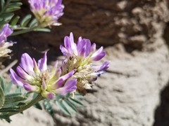 Astragalus laxmannii robustior