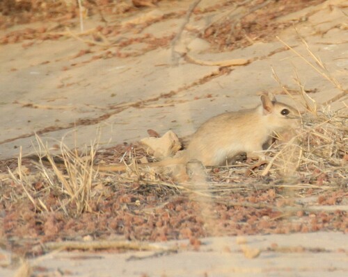 Arabian Jird