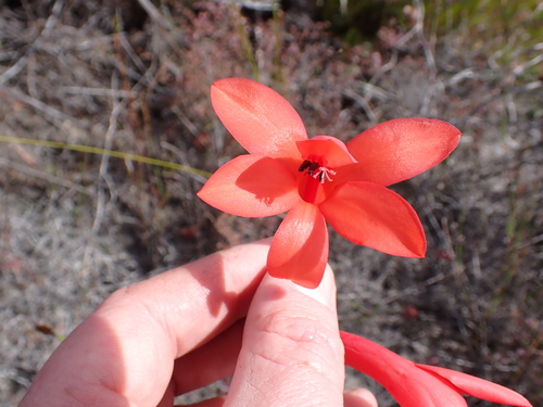 Image of Watsonia spectabilis by (c) Eugene Hahndiek, some rights reserved (CC BY-SA)