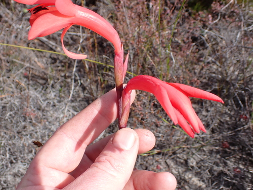 Image of Watsonia spectabilis by (c) Eugene Hahndiek, some rights reserved (CC BY-SA)