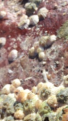 Notobalanus flosculus