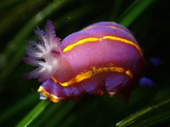 Felimida macfarlandi