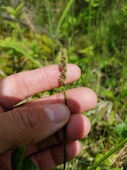 Carex diandra