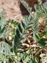Astragalus laxmannii robustior