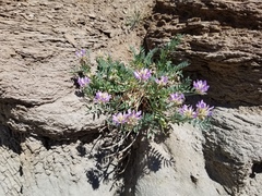 Astragalus laxmannii robustior