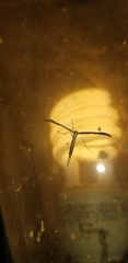 Anstenoptilia