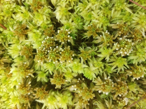 Image of Sphagnum obtusum by (c) Dmitry Ivanov, some rights reserved (CC BY)
