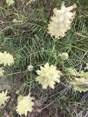Astragalus oocalycis