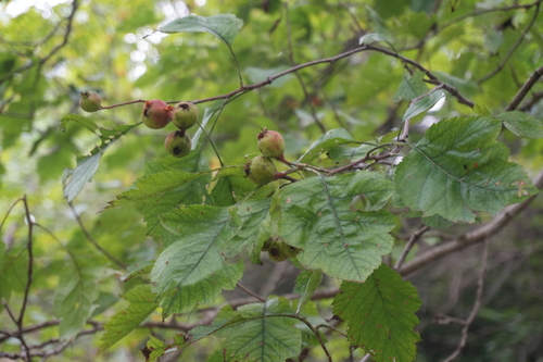 Chinese hawthorn