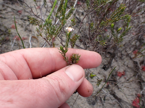 Image of Lachnaea axillaris by (c) Eugene Hahndiek, some rights reserved (CC BY-SA)